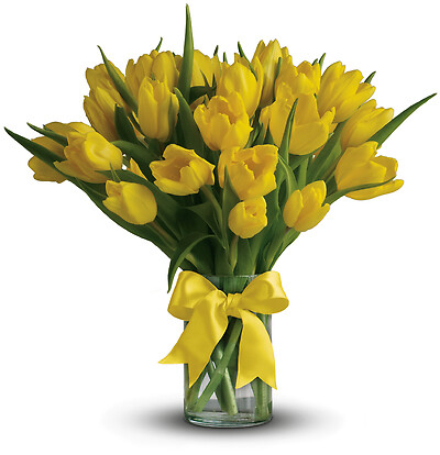 Sunny Yellow Tulips